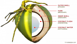 The Many Benefits of Coconut - Health and Other Properties - Modest Pie